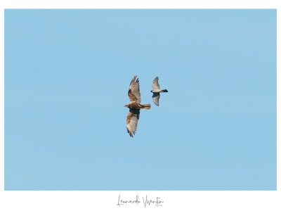 Sparviere e Falco di palude