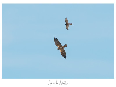 Sparviere e Falco di palude