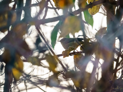 Luì piccolo (Phylloscopus collybita)