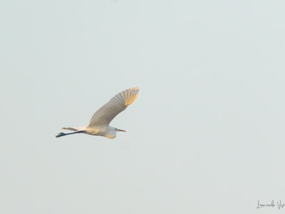 Airone bianco maggiore