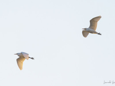 Aironi guardabuoi (Bubulcus ibis)