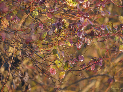 Autunno