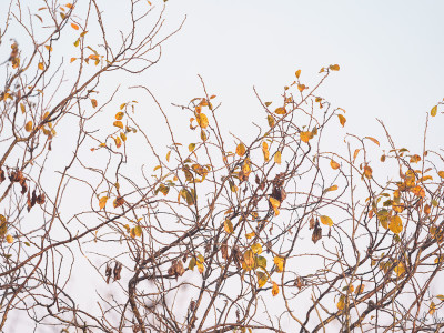 Autunno