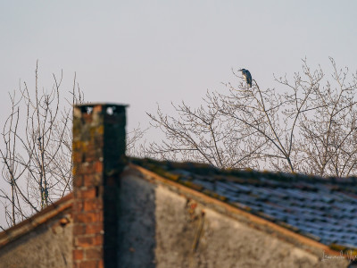 Airone cenerino sul mulino del Coppo