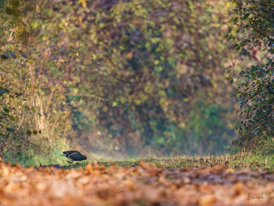 Gallinella d'acqua