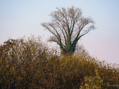 Pioppo