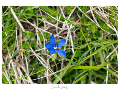 Fiori