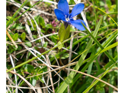 Fiori