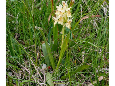Fiori