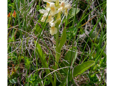 Fiori