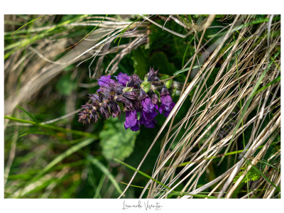 Fiori