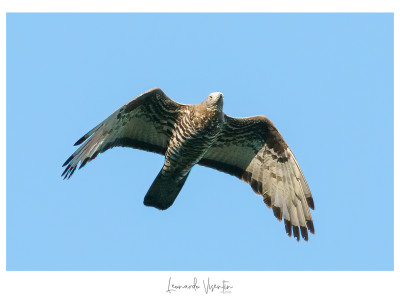 Falco pecchiaiolo