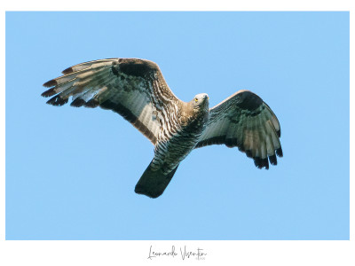 Falco pecchiaiolo