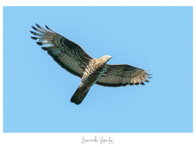 Falco pecchiaiolo