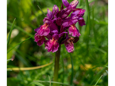 Fiori