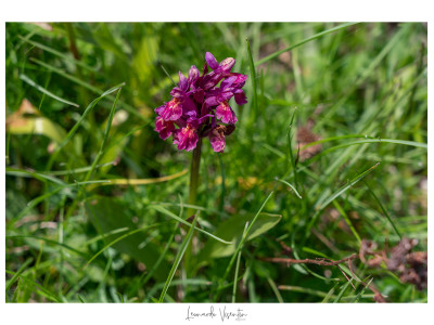 Fiori