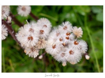 Fiori