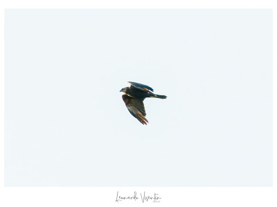 Falco di palude