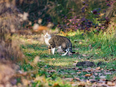 Gatto