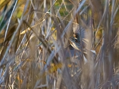 Migliarino di palude
