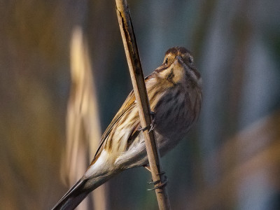 Migliarino di palude