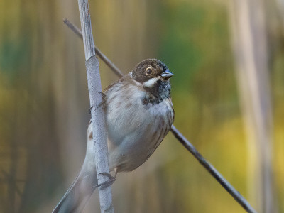 Migliarino di palude