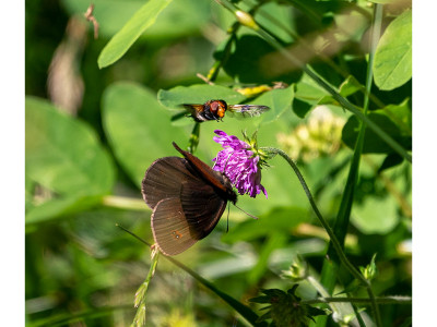 Erebia aethiops