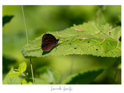 Erebia aethiops