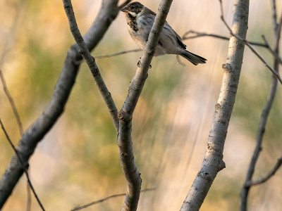 Migliarino di palude