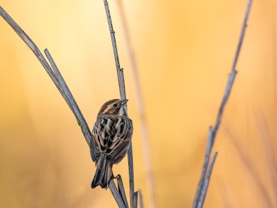 Migliarino di palude