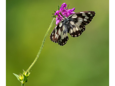 Melanargia galathea