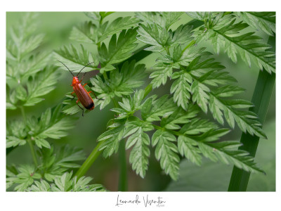 Insetto rosso