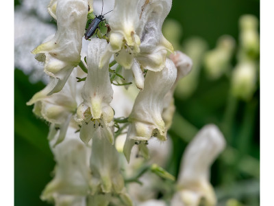 Insetto su fiore