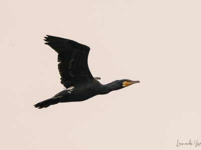 Cormorano