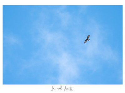 Falco pecchiaiolo