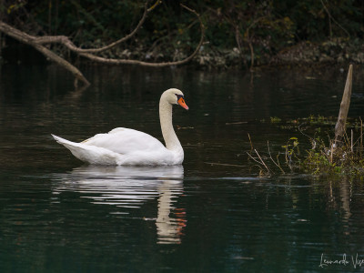Cigno reale