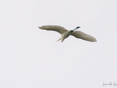 Airone bianco maggiore