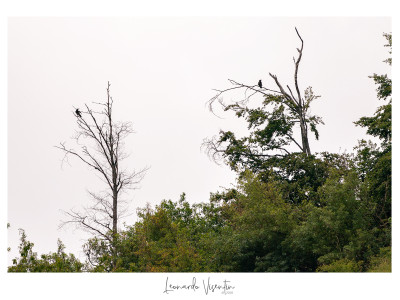 Cornacchie grigie (Corvus cornix)