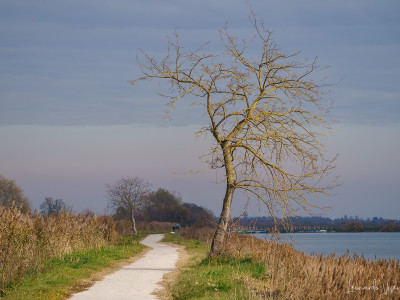 Paesaggio lagunare
