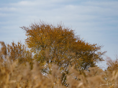 Autunno