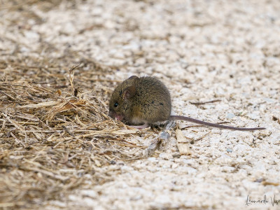 Apodemus sp.