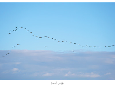 Cormorani