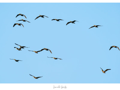 Cormorani