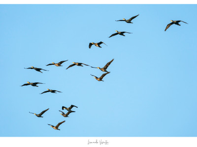 Cormorani
