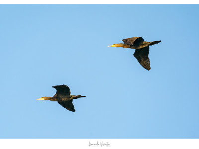 Cormorani
