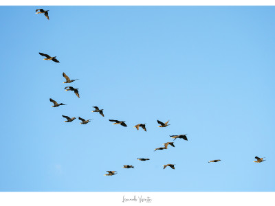 Cormorani