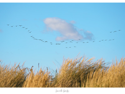 Cormorani