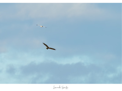 Falco di palude