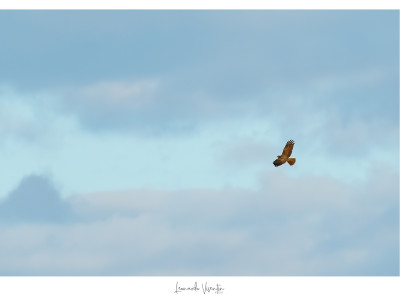 Falco di palude