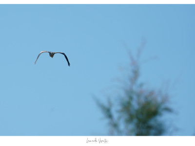Airone cenerino